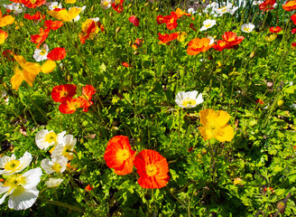 Colourful Flower Bed Plants Garden