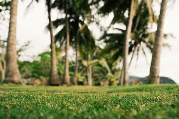 Grass in tropical park 