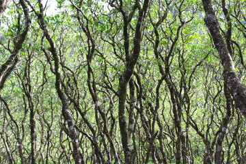 Fototapeta premium Dense mangrove forest in Amami Oshima Island