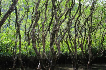 Mangroves grow on the coastal land by brackish water