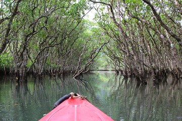 Fototapeta premium Kayaking the calm water of the mangrove forest in Amami Oshima Island