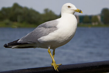 Portrait of Seagull Standing on the Ferry Handrail