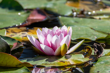 Water Lily in the pond at Mayfield Garden