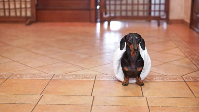 Dog wrapped in towel runs on tiled floor of room in house. Cute pet rests at home running around hallway under supervision of caring owners