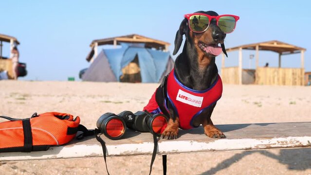 Dog in lifeguard costume with glasses sitting on beach by sea in summer. Funny dachshund actively watching people on beach and ready to help
