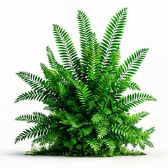 A vibrant green fern plant with intricate, feathery leaves, set against a plain white background.