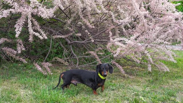 Adorable dachshund sits by blooming bush during walk. Purebred dog with black fur takes break to rest sitting by vibrant flowering shrub