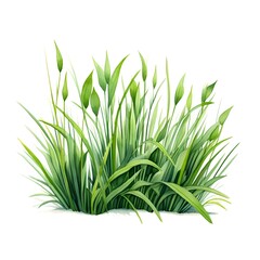 Green grass isolated on white background. Watercolor illustration for your design