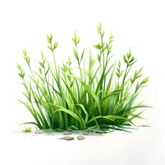 Green grass isolated on white background. Watercolor illustration. Vector.