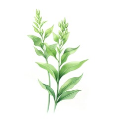 Naklejka premium Watercolor green tea leaves isolated on white background. Vector illustration.