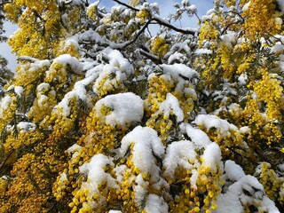Snowy Wattle