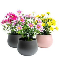 Fototapeta premium Decorative home flowers in pots isolated on a transparent background complete with clipping path for easy editing