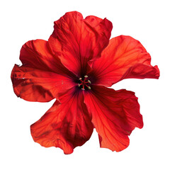 A vibrant red flower set against a transparent background