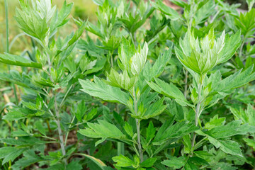 Growing Chinese herbal moxa leaves
