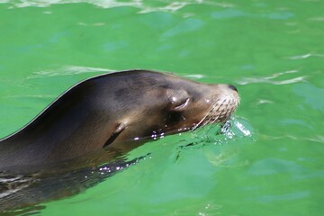 The magnificent sea lion, with its sleek body and commanding presence, dominates coastal waters...