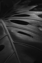 Large swiss cheese plant leaf, monsterra deliciosa leaf, black and white monochrome texture, large plant leaf, closeup of leaf texture