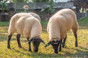 Suffolk sheeps eating grass in sheep farm. Suffolks are prolific, early maturing sheep with excellent mutton carcasses.