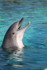 The dolphin, a playful marine mammal, glides gracefully through azure waters, captivating with its intelligence and sociable nature. - obrazy, fototapety, plakaty