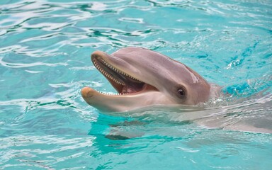 Dolphins are intelligent marine mammals with streamlined bodies, known for their playful behavior...