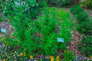 Cilantro Growing, Atlanta Botanical Garden, Atlanta, Georgia