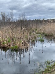 Bog meadow trail during early spring