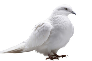 Fototapeta premium small white dove is a symbol of peace and love png