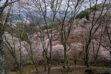 Fototapeta na wymiar 奈良県 春の吉野山の桜景色