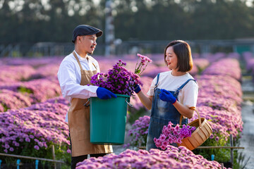 Team of Asian farmer and florist is working in the farm while cutting purple chrysanthemum flower...