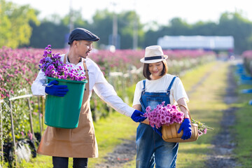 Team of Asian farmer and florist is working in the farm while cutting purple chrysanthemum flower...