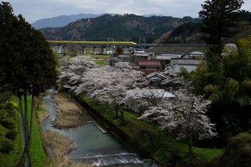 桜咲く春の関ヶ原を走るドクターイエロー(東海道新幹線 米原 - 岐阜羽島, 2024年4月)