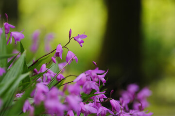 紫色の美しいシラン