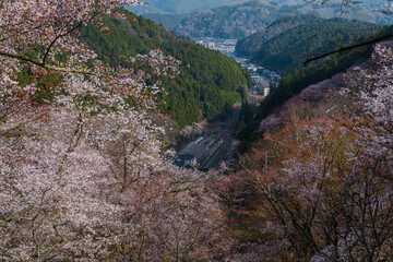 奈良県 春の吉野山の桜景色