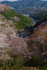 奈良県 春の吉野山の桜景色
