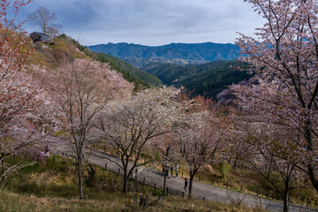 奈良県 春の吉野山の桜景色