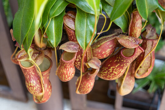 Close-up view of the Nepenthes Gaya. It is a beautiful tropical pitcher plant variety