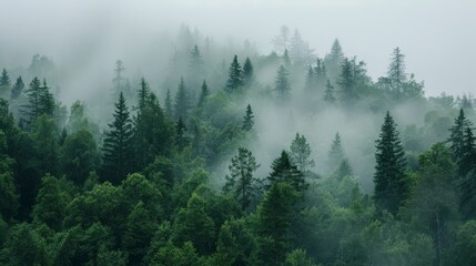 Enigmatic scene of a fog-covered forest, showcasing the tranquility and mystery of nature