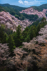 奈良県 春の吉野山の桜景色