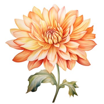 Dahlia flower. Hand drawn watercolor illustration isolated on white background
