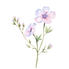 Naklejka na ściany i meble Watercolor geranium flowers isolated on white background. Hand drawn illustration.