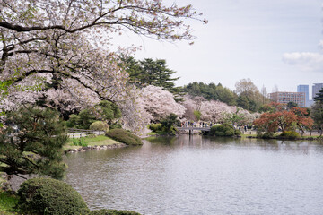 池を巡る満開の桜