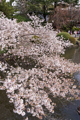 水面に映える満開の桜