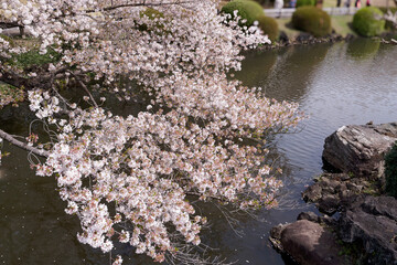 水面に映える満開の桜