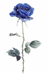 Precise watercolor painting of blue rose flower with long stem