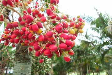 Obraz premium ヤシの木（ビンロウの木）