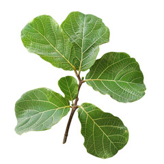 Fototapeta premium A vibrant close up shot showcases the fresh leaves of the Gular Golar or Clustar Fig tree also known as the Indian Fig tree fruit The image captures these leaves in all their glory set agai