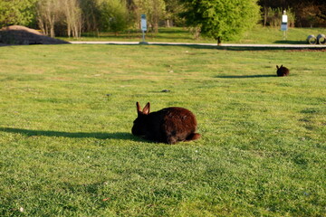 bunny in the grass field
