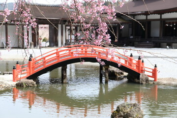 藤原の郷の風景。日本庭園の池と赤い橋。枝垂桜と寝殿造りの建物。