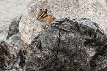 A Young Chipmunk Sitting on a Rock
