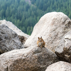 A Young Chipmunk Sitting on a Rock