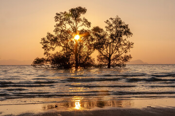Sunrise over mangrove trees, Phang Nga Bay, Phuket, Thailand